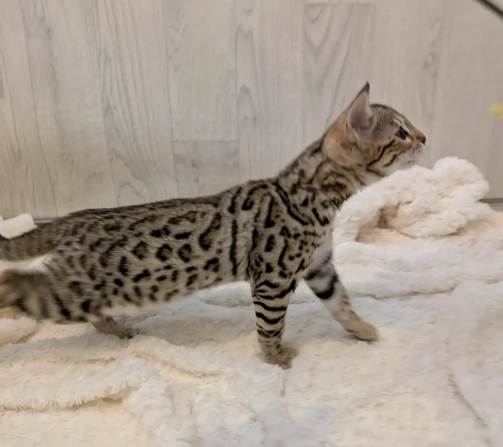 chaton bengal